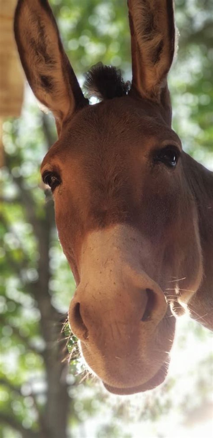 Captivating Donkey Show Images: A Visual Extravaganza