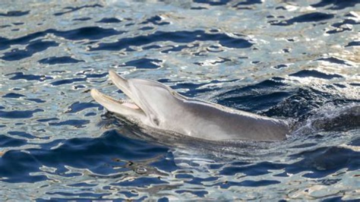 Unveiling The Secrets Of Dolphin Outlines: A Comprehensive Guide